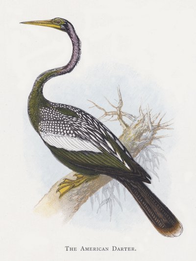 De Amerikaanse Slanghalsvogel door Alexander Francis Lydon